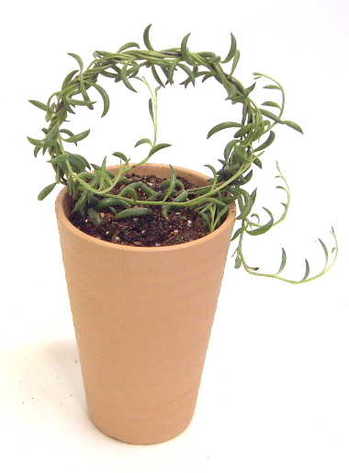 グリーンネックレス ラディカンスの育て方 観葉植物 種類別 検索図鑑 ブルーミングスケープ